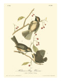 Hudson's Bay Titmouse
