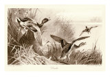 Ducks