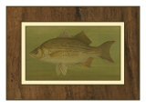 White or Silver Bass