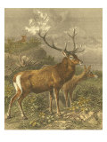 Small Red Deer
