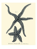 Indigo Starfish II