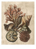 Shell and Coral on Cream I