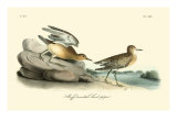 Buff breasted Sandpiper