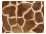 Giraffe II