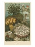 Large Sea Anemones
