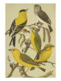 Cassel's Petite Songbirds III