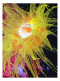 Graphic Sea Anemone II