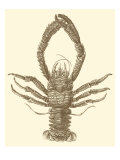 Sepia Lobster II