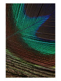 Peacock Feathers I