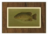 Rock Bass