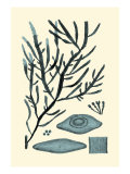 Azure Seaweed III