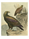 Golden Eagle