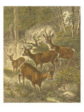 Small Roe Deer