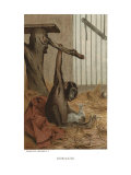 Chimpanzee