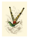 Jardine Hummingbird II
