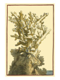 Coral by the Sea I