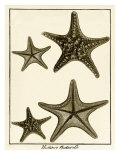Star Fish Series I