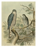 Sparrow Hawk