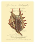 Coquilles De Mer III