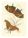 Jardine Butterflies V