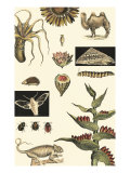 Nature's Curio III