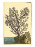 Coral by the Sea II