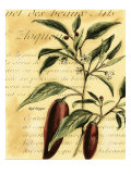 Red Pepper