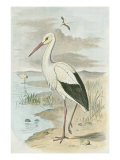 White Stork