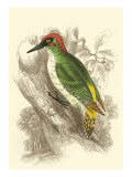 Green Woodpecker