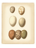 Bird Egg Study II