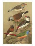 Cassel's Petite Songbirds I