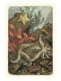 Under the Sea I