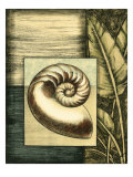 Small Tropical Shell IV