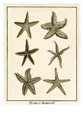 Star Fish Series III