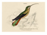 Supercilious Hummingbird