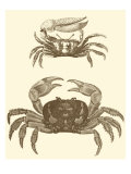 Sepia Crabs I