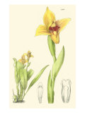 Spring Bounty II