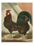 Cassell's Roosters V