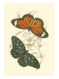 Jardine Butterflies II
