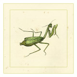 Green Mantis