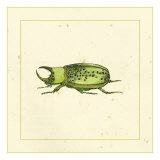 Green Beetle