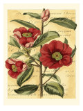 French Camelia