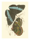 Jardine Butterflies VI