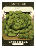 Lettuce