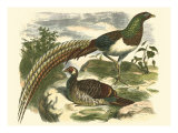 Amherst Pheasant