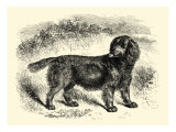 Sussex Spaniel