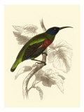 Jardine Hummingbird IV
