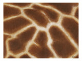Giraffe I
