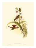 Small Gould Hummingbird II
