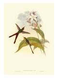 Small Gould Hummingbird III